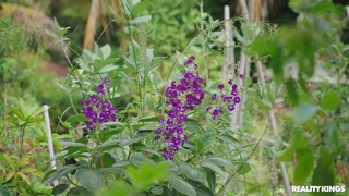 Cowgirl Fucking in the Greenhouse - the best porn 24/7 on HOTSEXVIDEOS24.COM